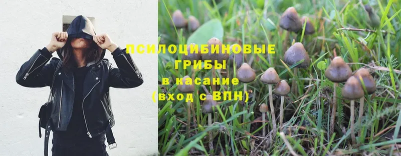 закладка  Кораблино  Псилоцибиновые грибы Magic Shrooms 